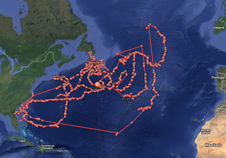 starfish were meant to fly: Shark Track