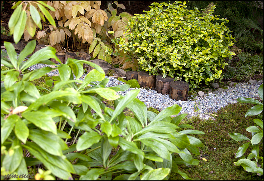 My Garden: Moss garden