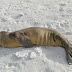 #4 - Hawaiian Monk Seal Research Program at French Frigate Shoals
