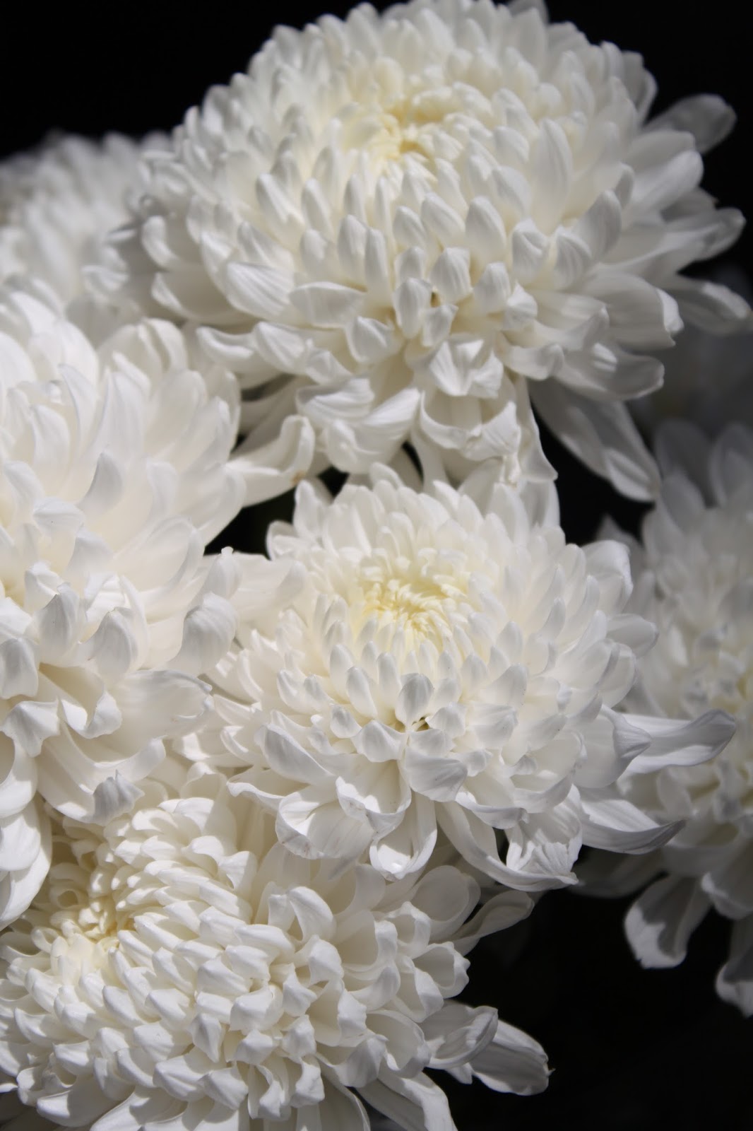 Mission tyve fisk Widow's Endorphins: November's Chrysanthemums