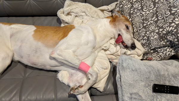 image of Dudley lying on the sofa, sound asleep, with half his tongue hanging out the side of his mouth