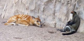Bioparc Valencia. Bioparc Valencia.