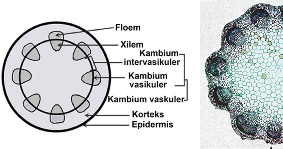 Kunci Jawaban Jaringan Tumbuhan Yang Memiliki Fungsi Mengangkut Hasil Fotosintesis Dari Daun Dan Diedarkan Ke Seluruh Tubuh Tumbuhan Adalah Rofa Education Centre Kunci Jawaban Jaringan Tumbuhan Yang Memiliki Fungsi Mengangkut Hasil Fotosintesis Dari Daun Dan Diedarkan Ke Seluruh Tubuh Tumbuhan Adalah Rofa Education Centre