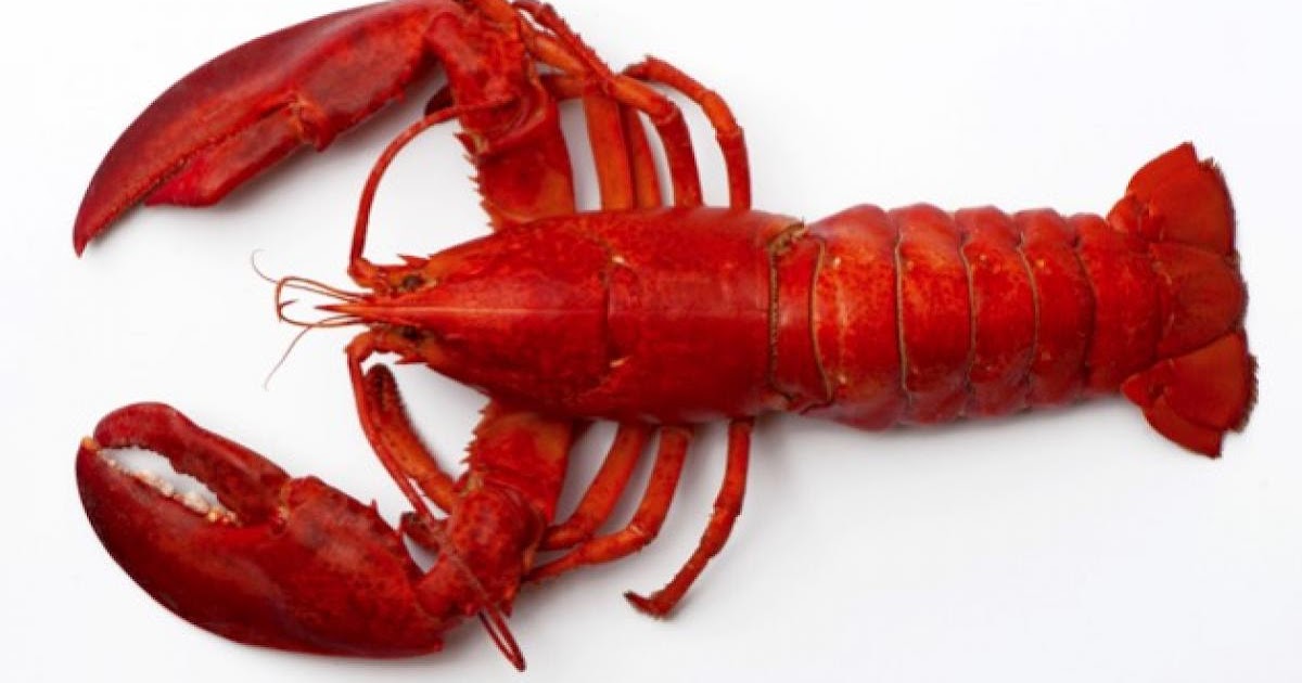 The Freaky Food Chain Behind Your Lobster Dinner