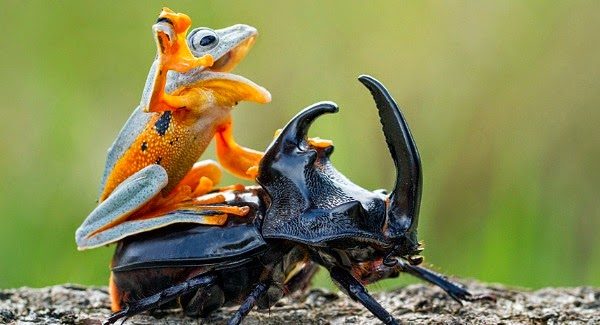 the flying frog has time of his life while riding the beetle like a cowboy Watch this Cowboy Frog have fun riding a Beetle via geniushowto.blogspot.com the flying frog has time of his life while riding the beetle like a cowboy