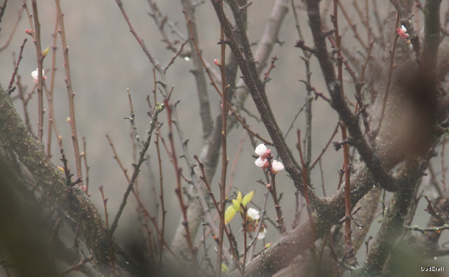 Fleurs d'abricotier