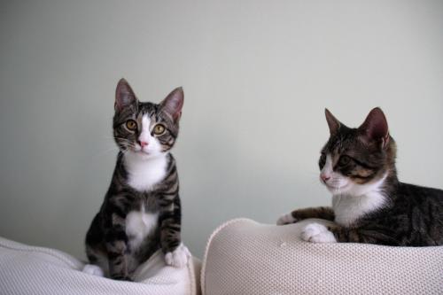 Cat Adoption PetConnect Rescue