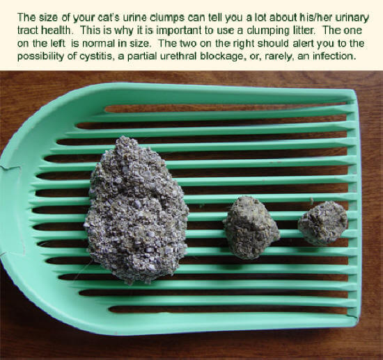 TODO SOBRE MI GATO Cristales en la orina en los gatos