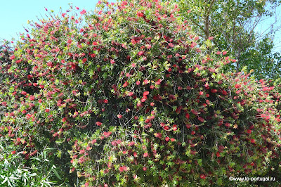 наш сад в Португалии