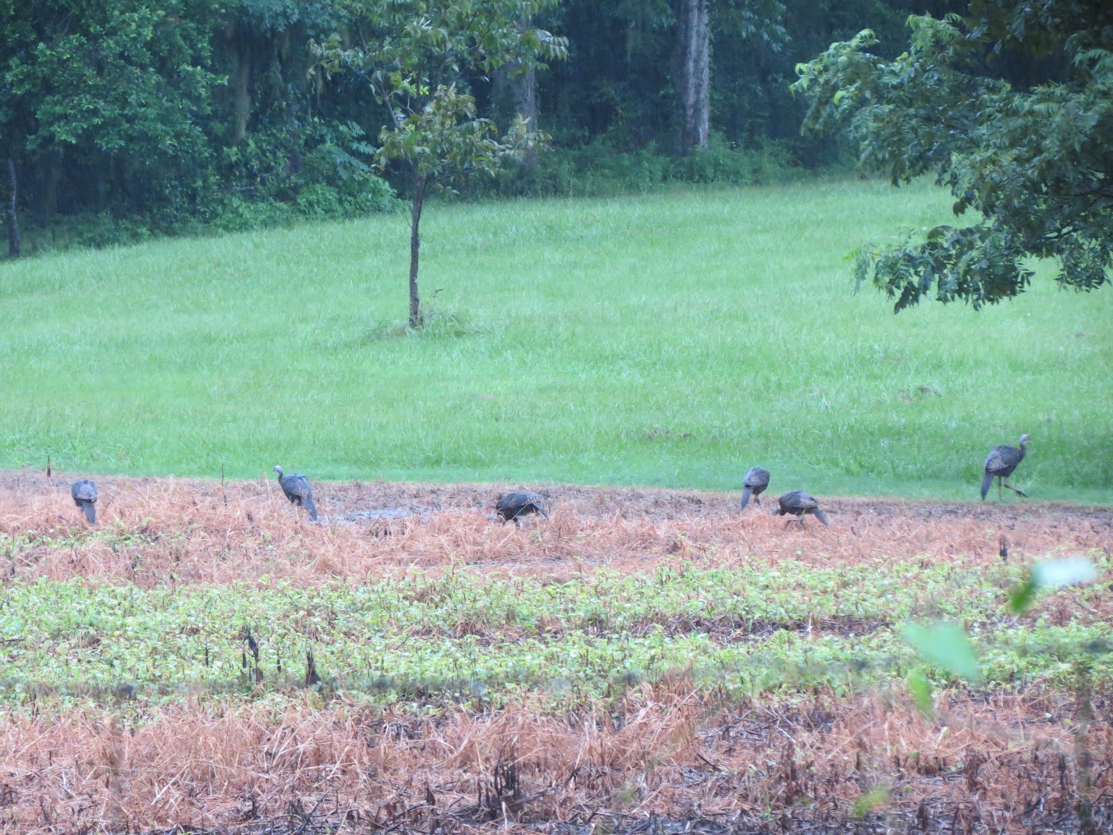 Our Nature Turkeys in the Pouring Rain
