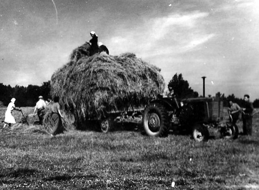 Lopbarības gatavošana 1950-tajos gados - 2