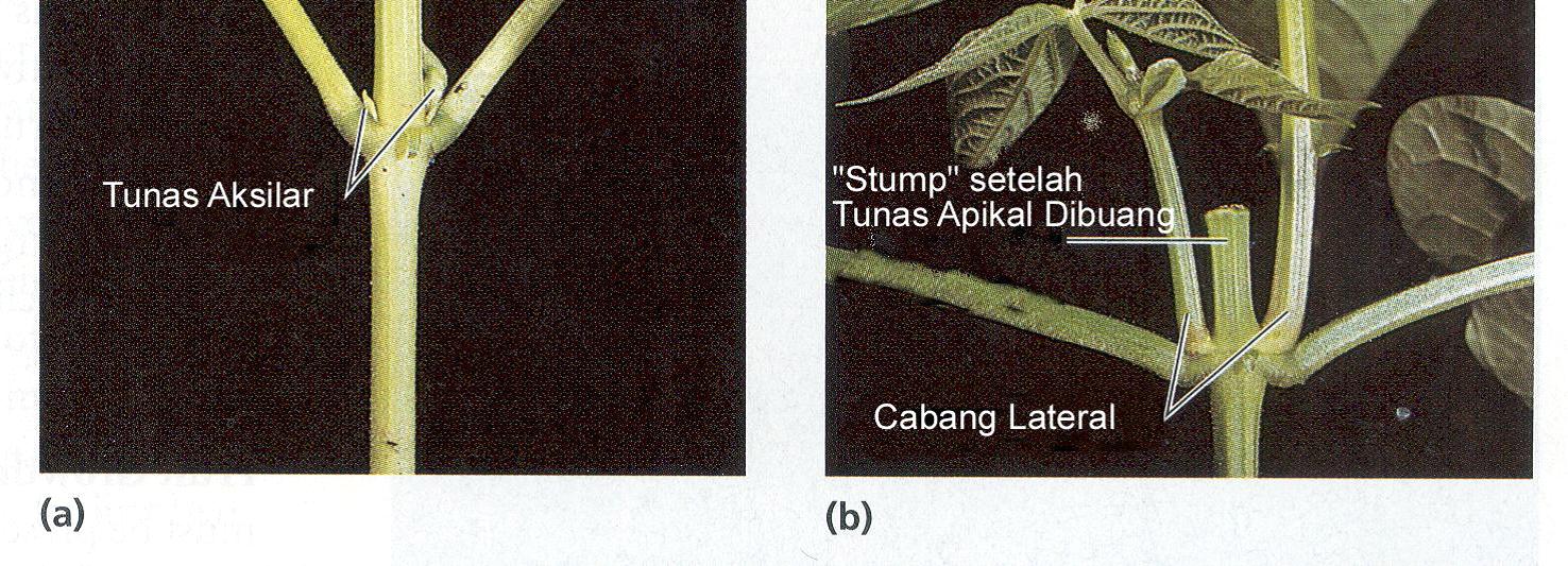 KIMIA INDONESIA FITOHORMON SITOKININ