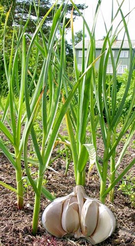 Benefits of Garlic  Herbal Medicine and Nutrition