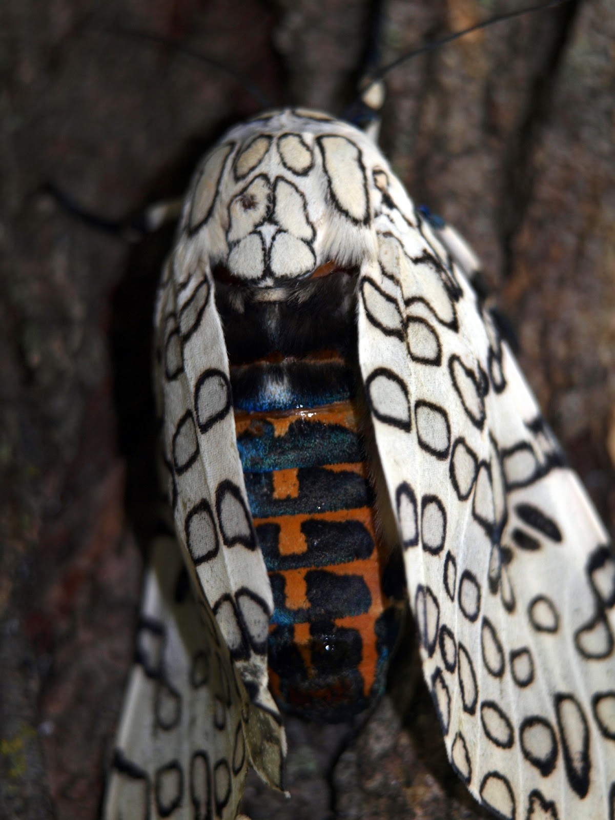 A Life Inspired by Nature: April 2013