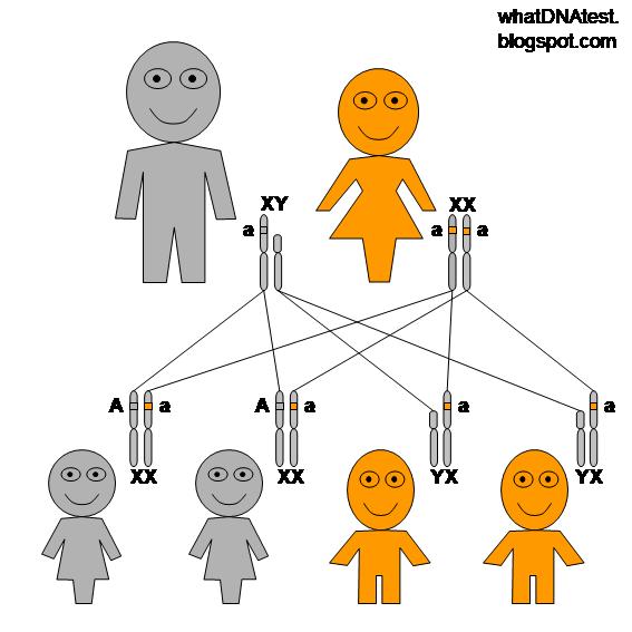 What DNA test?: X-Linked Recessive Genetic Inheritance Pattern
