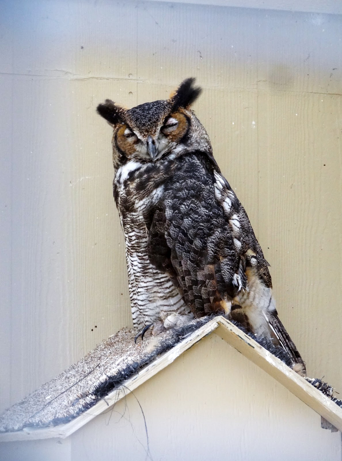 HTownWest Photo Blog Owls at the Aviary Barred Owl & Great Horned Owl