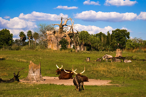 Real Funny Pictures: animal kingdom