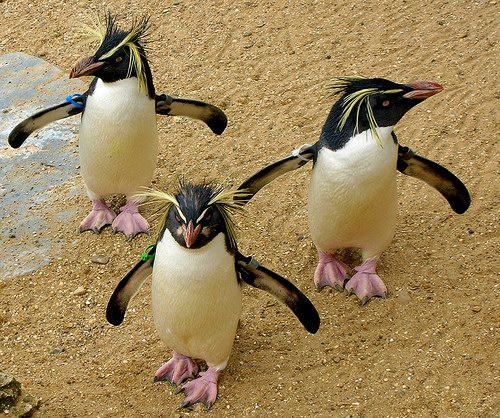 Beautiful Wallpapers: Beautiful Penguins Wallpapers