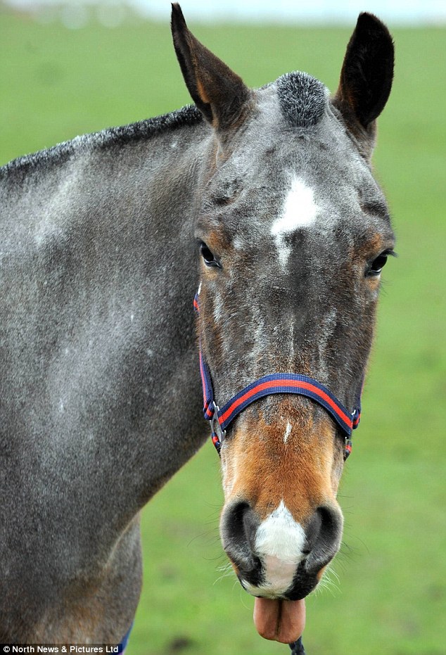 The animal zone So why the long tongue? Horse has pioneering surgery
