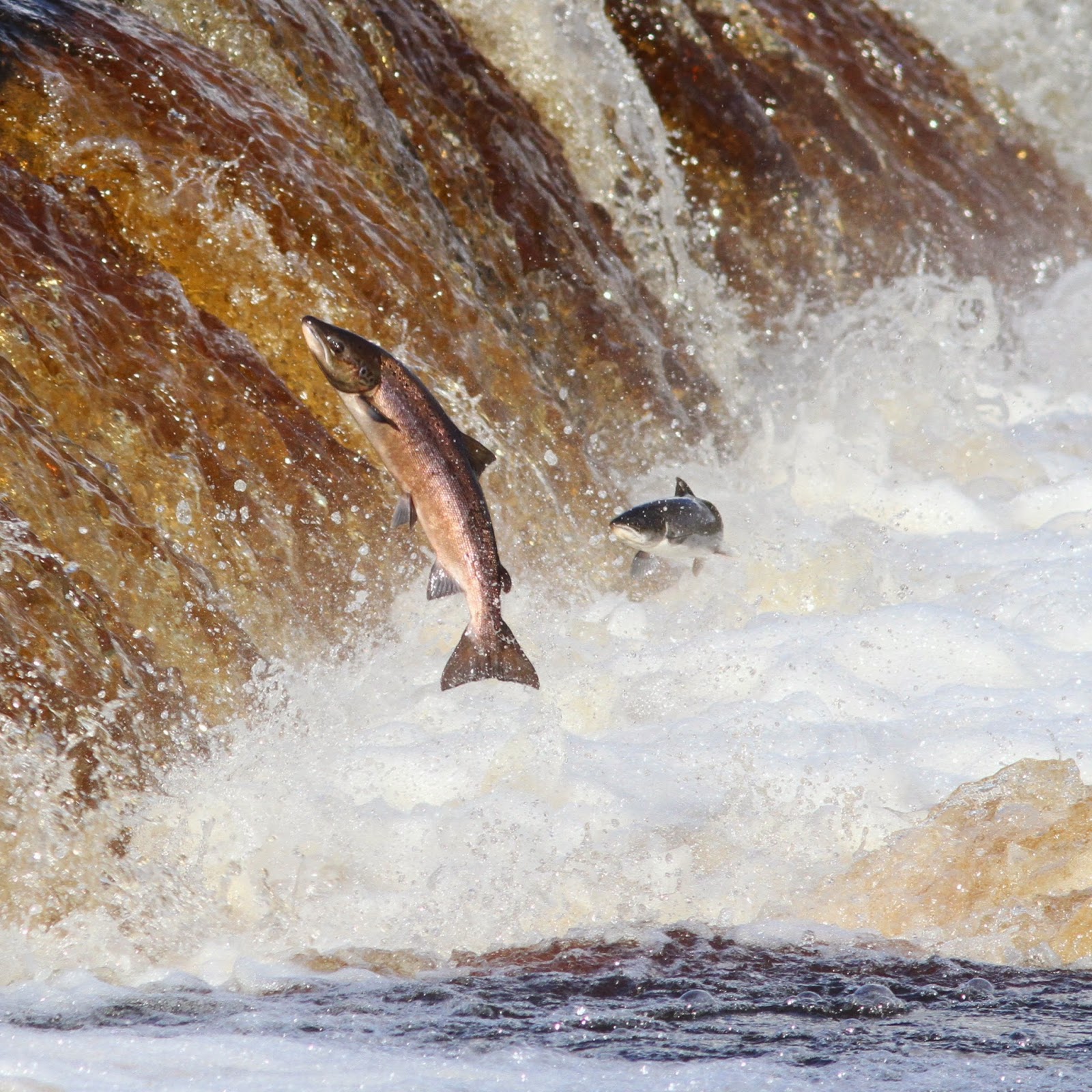 TrogTrogBlog Salmon leaping at Hexham weir