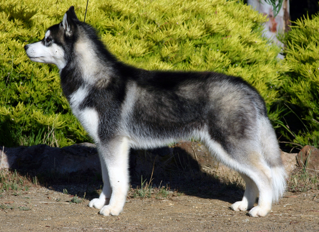 most beautiful mixed breed dogs: 7 most beautiful siberian