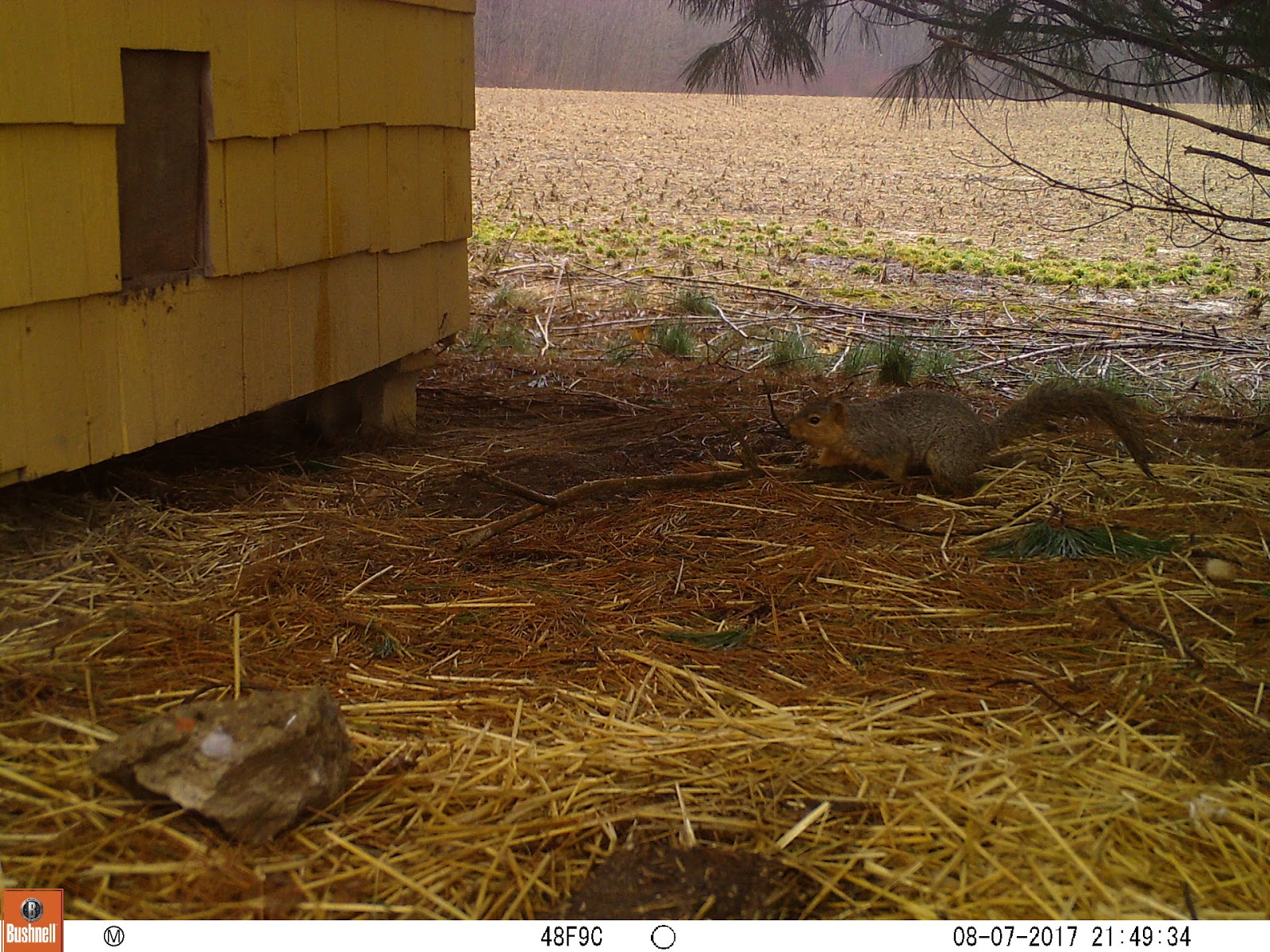 the common milkweed Life near a Chicken Coop and Why you Never EVER
