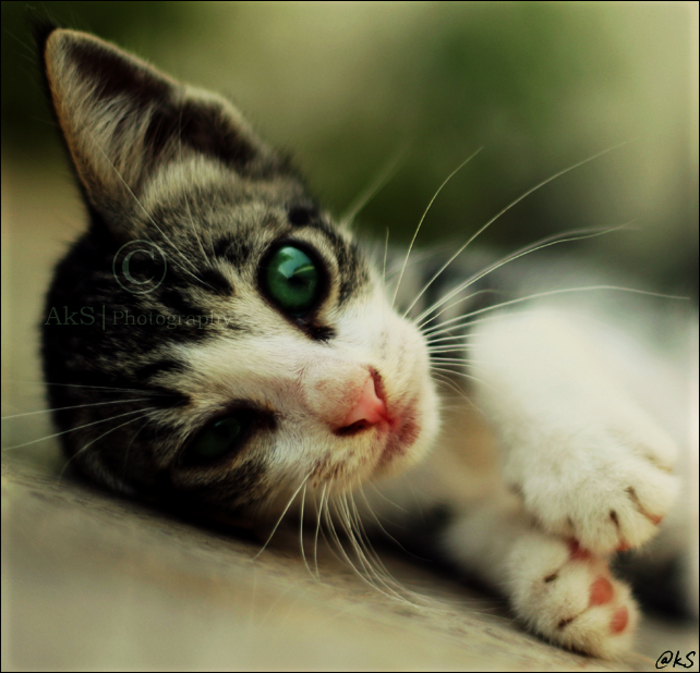 Voyager Cat Names In Arabic voyager-cat-names-in-arabic