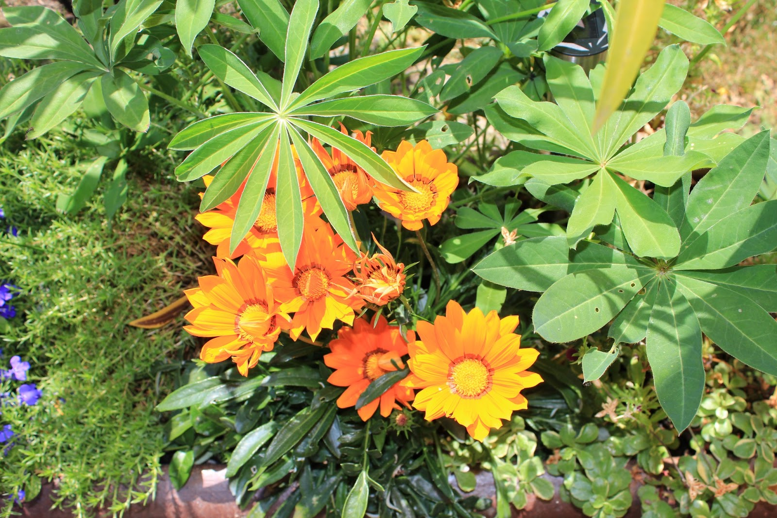 Everyone Has Two Faces. ★ Katzen über Blumen und noch mehr Blumen