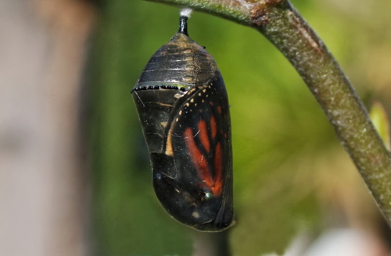 UNIVERSIDADE FEDERAL DA PARAÍBA CENTRO DE CIÊNCIAS EXATAS E DA NATUREZA  MESTRADO PROFISSIONAL EM ENSINO DE BIOLOGIA SILVIA CAV