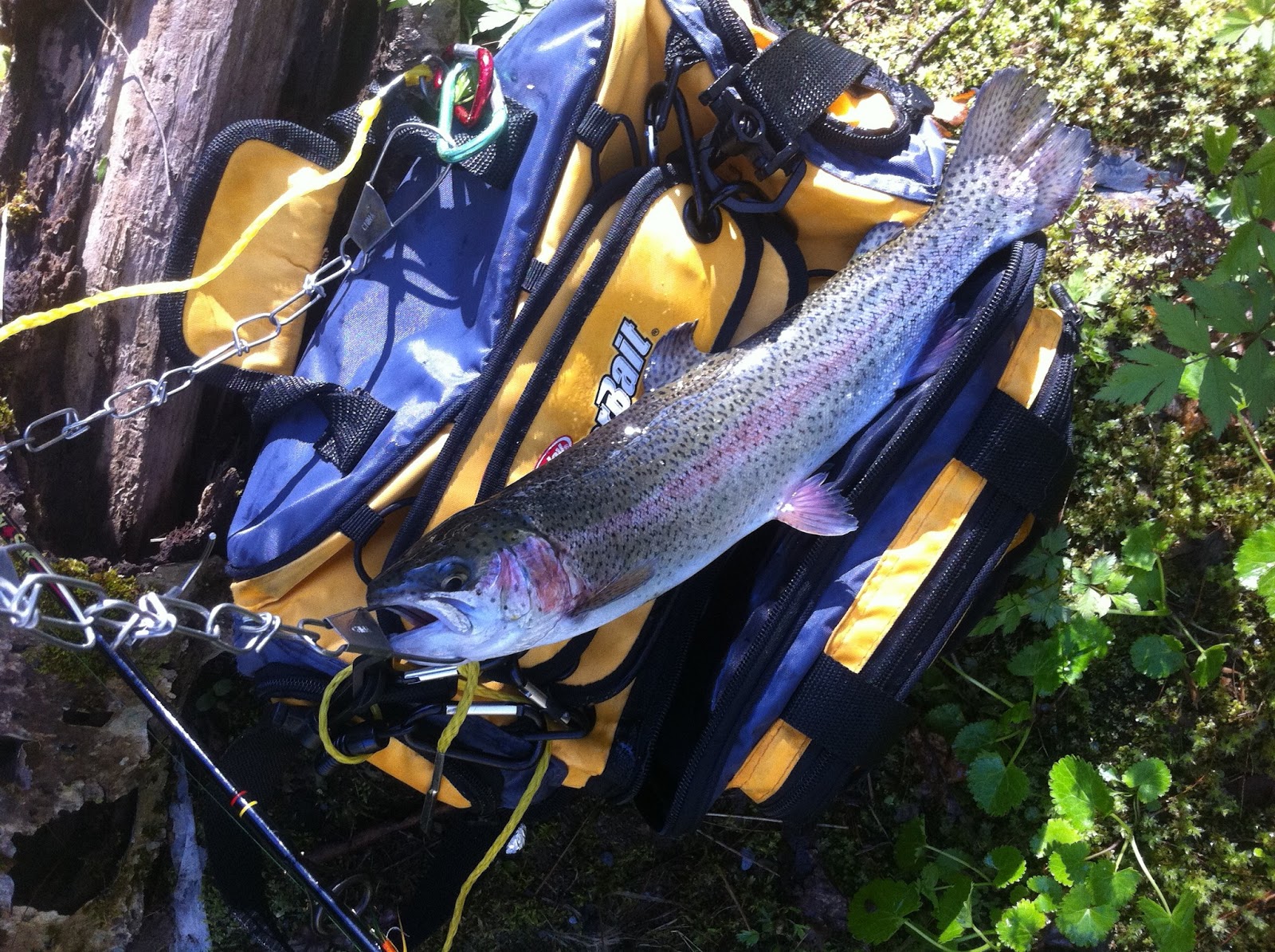 Tellico River Trout Fishing A Tourist Perspective Tellico River where