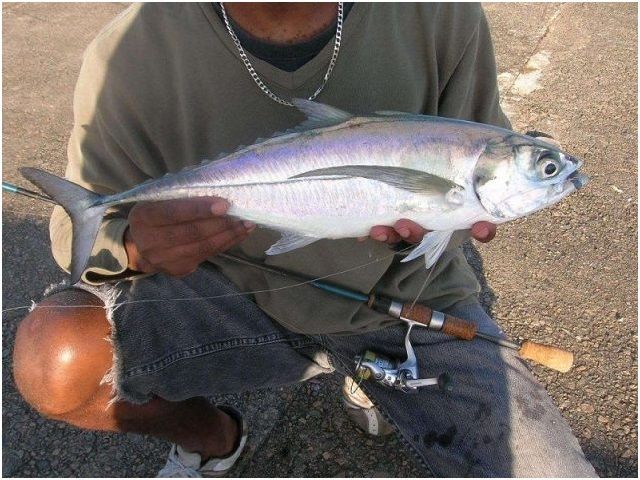 Nama Nama Ikan Laut Dangkal dan Dalam Bisa Dikonsumsi