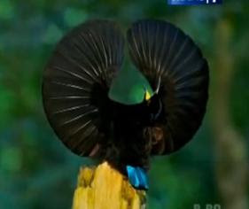 Foto Burung cenderawasih Paradise Rifflebird 