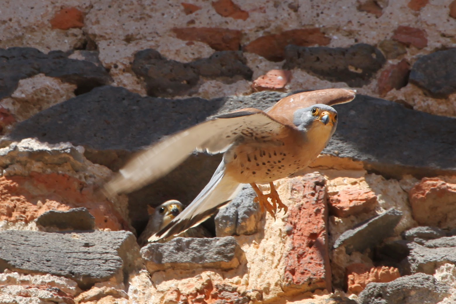 Cernícalo primilla (Falco naumanni))