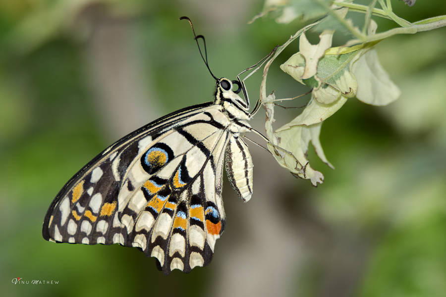 African Lime Butterfly
