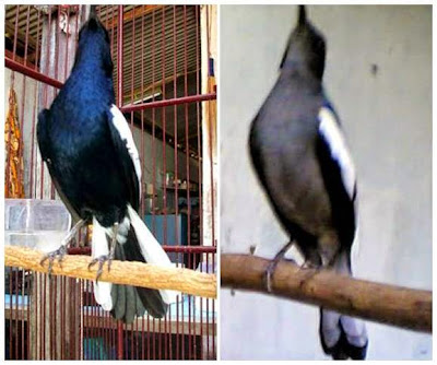 Harga Burung Kacer Jawa Timur Gacor Catet D