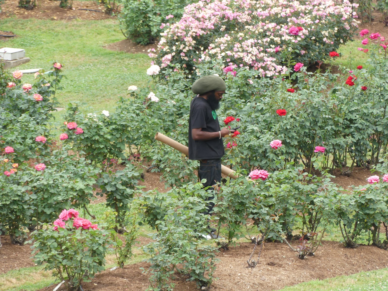 Raleigh Daily Photo Raleigh Rose Garden