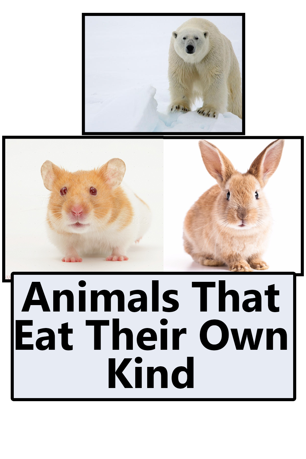 Animals That Eat Their Own Kind The Buzz Land