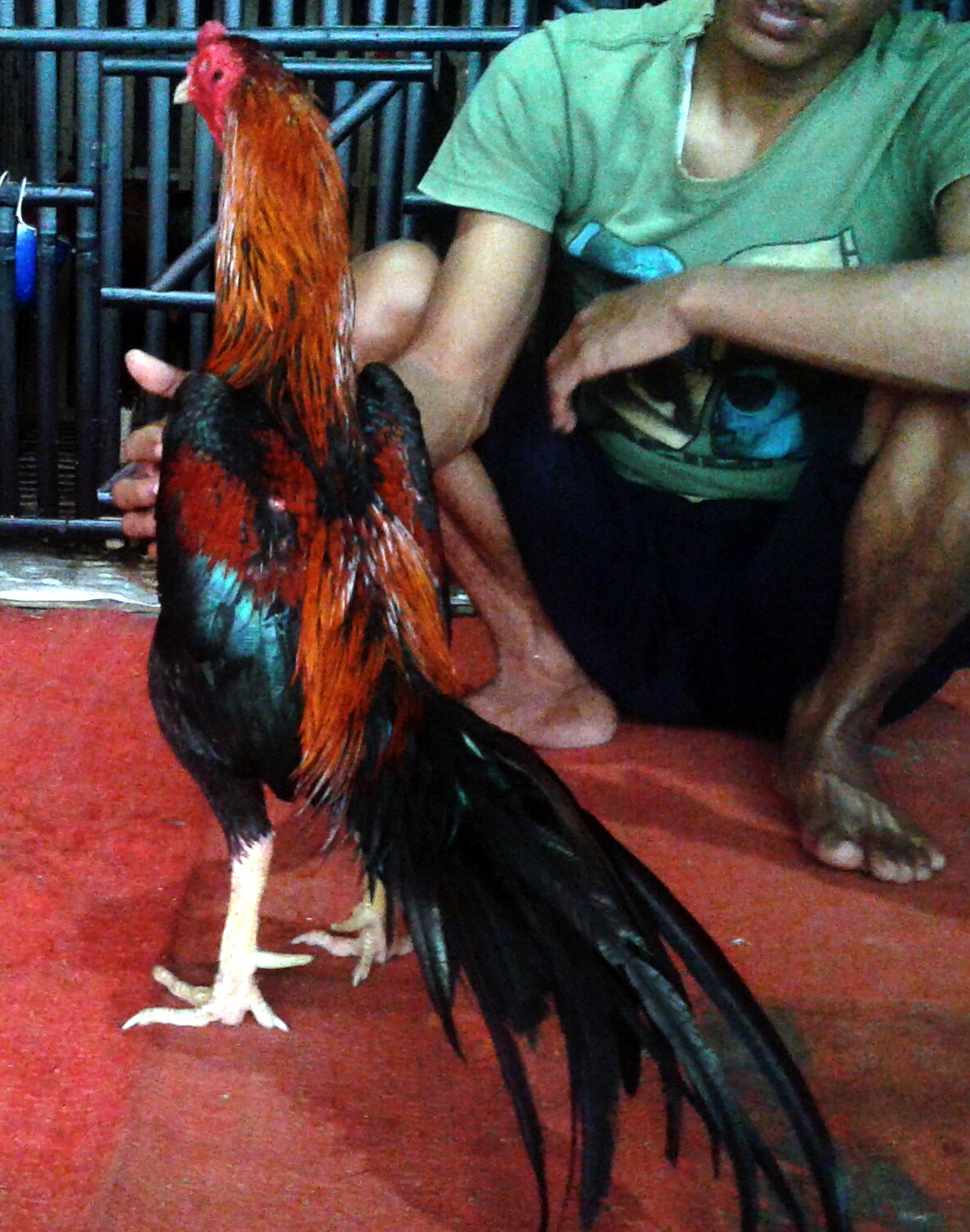 Peternak Ayam Aduan Indonesia Edisi Pacek Super Jalu