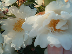 painting watercolor wood diana davis