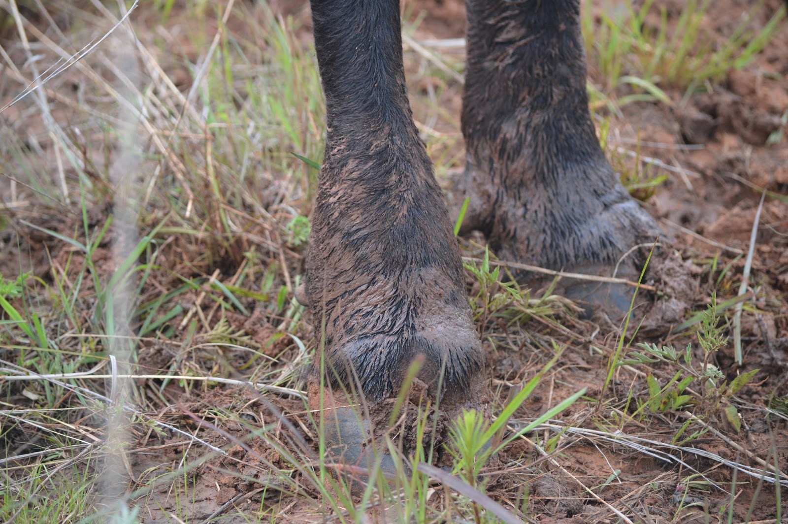 A Building We Shall Go! Moisture = Foot Rot