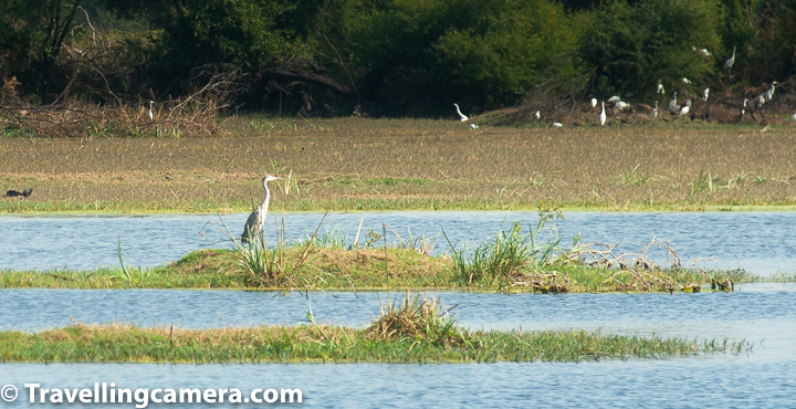 We were definitely fortunate when it comes to the number of Herons and Egrets we were able to sight during our visit to the Keoladeo National Park in November. However, at that time, we did not know which was which. These two birds are so similar when it comes to their behavior that it takes an expert to identify them separately. We referred to our birding companion - A Pictorial Field Guide to Birds of India. However, I am sure we have made some mistakes in case of a few birds. In case you can spot any, please do point them out. We would be eternally grateful. Great Egrets.Both Herons and Egrets, and also the Bitterns, belong to the family Ardeidae. Though some argue that these are actually same birds with the only differences being that Egrets usually have white or buff plumage and develop distinctive white plumes during the breeding season. Otherwise, both these birds seek the same kind of habitat - wetlands. They breed in trees close to the wetlands, and they fly with their necks retracted, unlike storks and cranes who fly with their necks outstretched. Grey Heron in Flight. Experts are still undecided about what makes a heron, a heron and an egret, an egret. So much so that though these birds are classified under separate genera - Ardea and Egretta - the only marked difference in the definition of  these genera is the size. Ardea consists of larger of the Herons whereas Egretta consists of the smaller ones. Though the size difference is often indistinct. Both the birds typically have a large wingspan and look very graceful in flight. Great Egret in Flight. You will often see these birds standing still with one leg raised and their necks outstretched carefully watching out for prey to come close enough so that they can snap it up with a quick movement of their neck and beaks. These birds are carnivorous and feed mainly on fish, frogs, lizards, and molluscs. Some herons, such as the cattle egret, often move away from the wetlands and follow cattle. These egrets feed on the insects that are disturbed by the movement of cattle in bushes. Juvenile Purple Heron(?) in the foreground with Great Egrets in the Distance. Another aspect that is unique about Herons is that they have powder down. These peculiar down feathers that often disintegrate into a powdery substance are thought to be of special significance to these birds because of their wet habitat and damp surroundings. It is also believed that these birds use the powder to preen and coat the feathers that cover the rest of their body. It is supposed to protect these feathers from slime and dirt. Purple Heron. It took us a while to associate these tall, graceful birds with the little cattle egrets we are used to seeing in the city. Initially I thought that these were cranes. However, when upon further research I discovered that though cranes and herons may look alike at a glance, they are indeed two very different birds. While Herons belong to the order Pelecaniformes, Cranes are part of the Gruiformes order. Unlike Herons who hold their necks in an "S" shape and completely retract them during flight, cranes old their necks straight. Herons have longer beaks and necks than cranes, though cranes typically are bigger in size. Indian Pond Heron. We were unfortunately not able to spot any cranes during our visit to Keoladeo. Cranes that are supposed to flock in Keoladeo during winters are Siberian Crane, Sarus Crane, Demoiselle Crane, and Common Crane. Of these, Siberian Crane does not visit India any more. A single pair of these critically endangered birds was last seen in Keoladeo National Park in 2002. Since then there is no recorded sighting of these birds in India. This is sad. If you think you have seen a Siberian crane during your visit to Keoladeo National Park, you are either mistaken or unbelievably fortunate and on the verge of being famous. Grey Heron keeping company with Black-Headed and Glossy Ibises. Herons and Egrets keep company with other water birds such as ducks, coots, waterhens etc. You will often spot one or two individuals standing tall among a flock of other smaller birds. In the above photograph, a grey heron is seen peacefully existing with the much smaller ibises. The ibises in this picture are the black-necked Ibis and the Glossy Ibis, which are often mistaken as white Ibis and Black Ibis, respectively. Though the black-necked Ibis is nearly threatened, they were a common sight in Keoladeo National Park. Grey Heron up close. The dotted line running down then neck of a grey heron creates an illusion of stitch marks and you may be forgiven if you confuse the bird with a stuff toy. From a distance and also at various stages of this heron's life, it may resemble the Great Egret quite a bit. However, two of the most distinctive identifying characteristics of the Egret are its dark legs and yellow beaks, which are also almost always easily identifiable from a distance, unless the legs are hidden behind the bushes or under water. Juvenile Cinnamon Bittern. A smaller member of the Ardeidae family, the bittern is classified into a separate subfamily Botaurinae. Typically smaller than the other herons, bitterns also exhibit slightly different behavior patterns. Bitterns are smaller and plumper than a typical Heron. They also have shorter necks, though they too can retract and elongate their necks. Unlike Herons who patiently wait for their prey to wander close enough, bitterns, and also pond herons, at times are known to chase down their prey. This kind of active hunting is not seen in other Herons. The bittern seen above has a similar plumage to the Indian Pond Heron (scroll up to see), but has a cinnamon colored underbelly as opposed to a white one in the pond heron.  Grey Heron with Cattle Egret (?). In the photograph above, you can see a Grey Heron in close vicinity of a cattle egret. While structurally, both the birds seem similar, there are clear differences that can help you distinguish one from the other. While the Heron (on the left) has light-colored legs, the egret has darker, almost black, legs. Also, the beak in case of a Heron is pinkish, whereas an egret has a yellow beak. Both these birds, in the photograph above, are quite interested in something that is happening on their left. Intermediate Egret (?). This looks like a cattle egret though I cannot be sure. It's neck is too short for a great egret, though admittedly the bird looks a bit bigger than the egrets we see in the city. So may be it is an intermediate Egret. I will leave it to the experts to judge. However, such a picture of an egret standing still at the edge of water looks deceptively peaceful. I also found out what is known as the bagula in India (bagula bhagat for its unique habit of standing with one leg folded) is the same bird as the Great Egret. Purple Heron with Great Egret in the distance. Here are two of the larger birds in the same frame. The bird in the foreground is the purple heron and the one in the far distance is the great egret. You can see the thick "S" shaped neck of the Great Egret, while the purple heron up close has a slender neck, though this bird too can retract its neck when it so feels like. We were really grateful to spot these graceful birds in their natural habitat. The Keoladeo National Park is one of the very few walled wetlands where migratory and resident birds are safe from human interference. Cattle Egret. The sheer variety of birds at Keoladeo National Park is overwhelming. More than 400 different species have been observed here. Of those, we were only able to see a handful. At the time, we thought some of these herons and egrets and storks were migratory, but it turns out that they are all resident. The only migratory birds we saw were the smaller ones. The park is already lively, and I wonder how much more lively it would be once the migratory birds arrive. Anyhow, I think February would be a good time for another visit. 