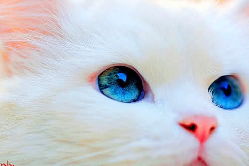 Anak Kucing Putih Mata Biru