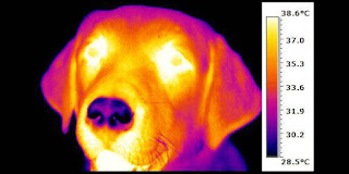 temperatura do focinho do cão