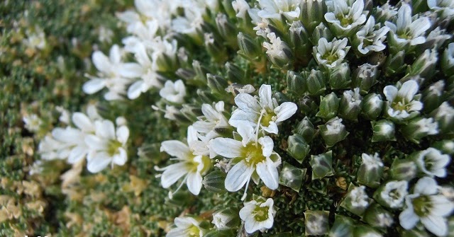 ARENARIA DE MONTAÑA Arenaria tetraquetra Plantas rioMoros