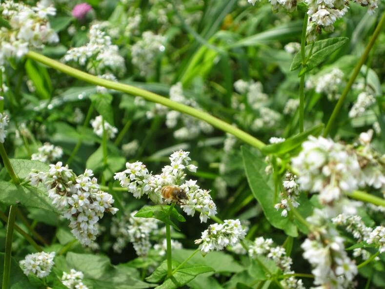 Simply Resourceful Growing Buckwheat for Honeybees