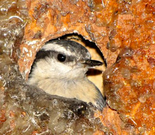Red-breasted Nuthatch in nest cavity