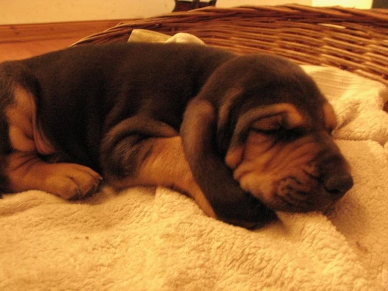 Bloodhound Puppies For Sale in Westport, New York USA