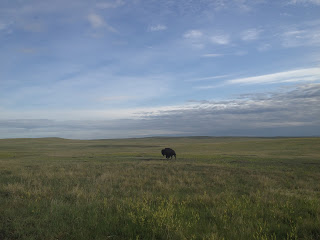 a buffalo wanders the Badlands
