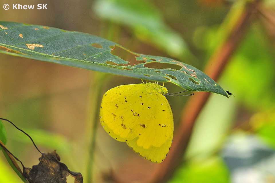 Butterflies of Singapore Upside Down Butterflies