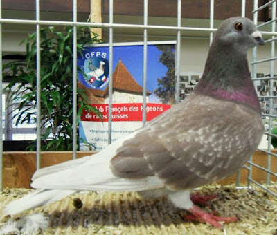 swiss pigeons